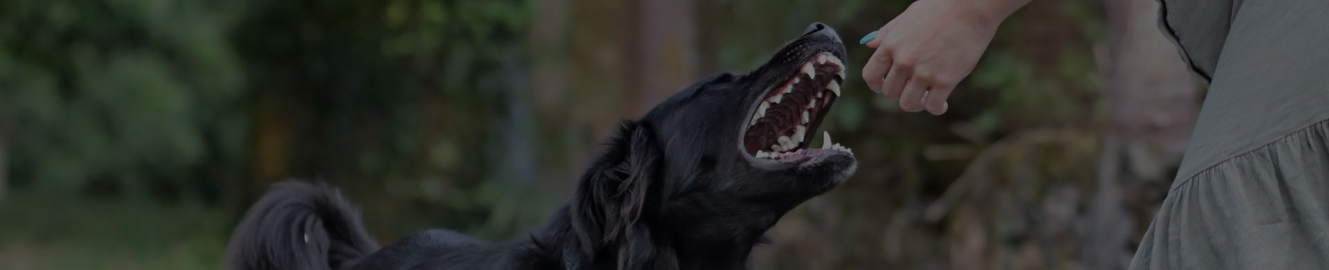 Richard Harris Accident Lawyer